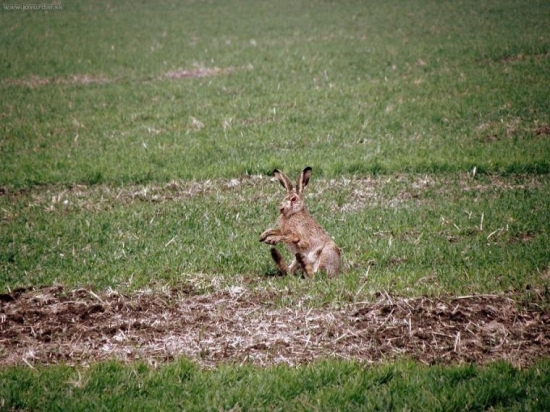 Sediaci zajac na zadku :D