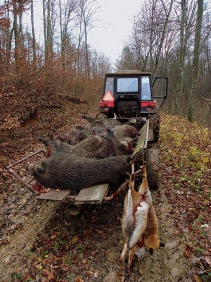 14 diviakov a 2 lisky