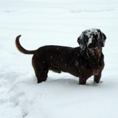 Borko