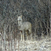 srna uz ma zbadala fotene na šere