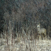 takto stala a kukala asi 5 min potom ju to preslo