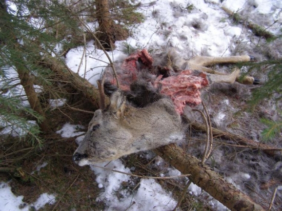 Silvestrovsky srncek II vek trieda rok 2008/09