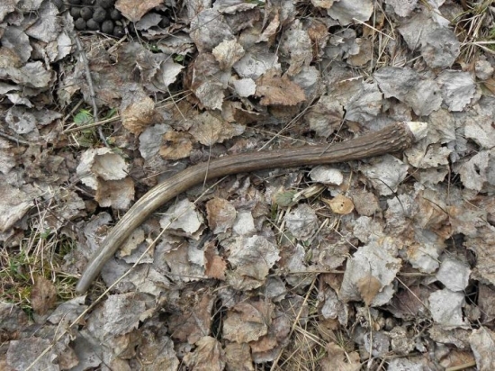 Odlomený pri súboji