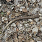 Odlomený pri súboji