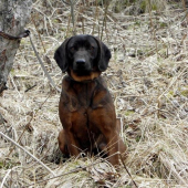 Borko