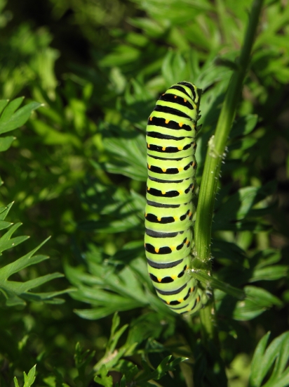 Vidlochvost feniklový