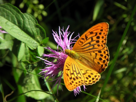 Perlovec Striebristopásavý