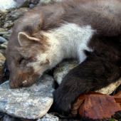 Kuna