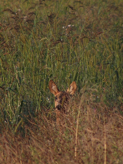 Zvedavá