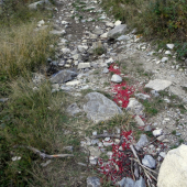 Dakto mal asi naponáhlo !