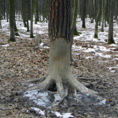Strom ošúchaný od diviakou