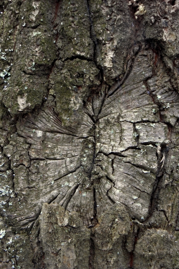 Zarastajúca rana Stromu