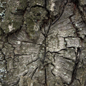 Zarastajúca rana Stromu