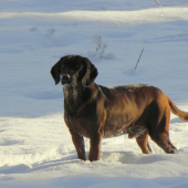 Borko