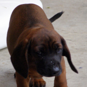 Borko