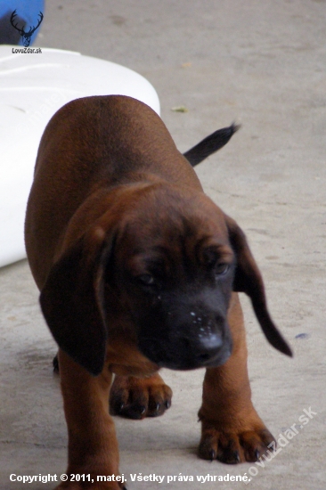 Borko