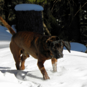 Borko v behu