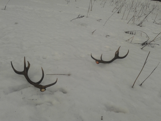 odmena za prikrmovanie