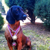 CAC, CACIB