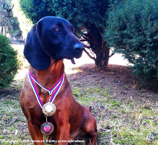 CAC, CACIB