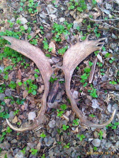 prvé danielie - bronzový pár