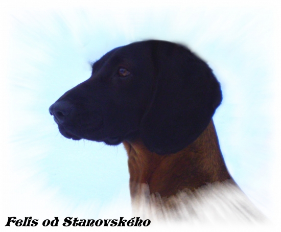 Felis od Stanovského