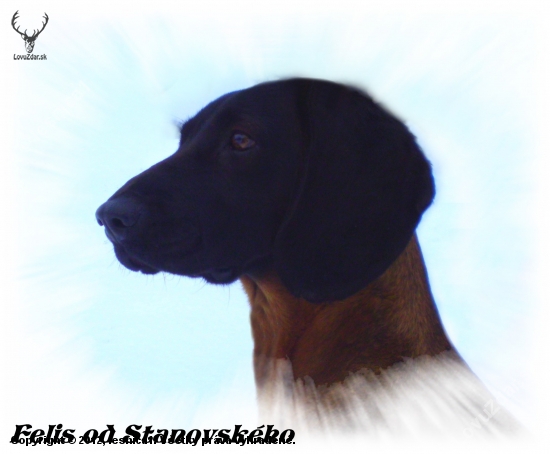Felis od Stanovského