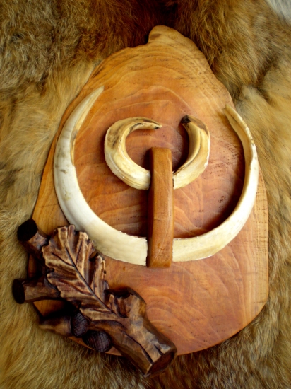 z koreňového nábehu tuje