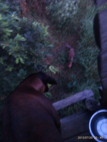 líščia neopatrnosť