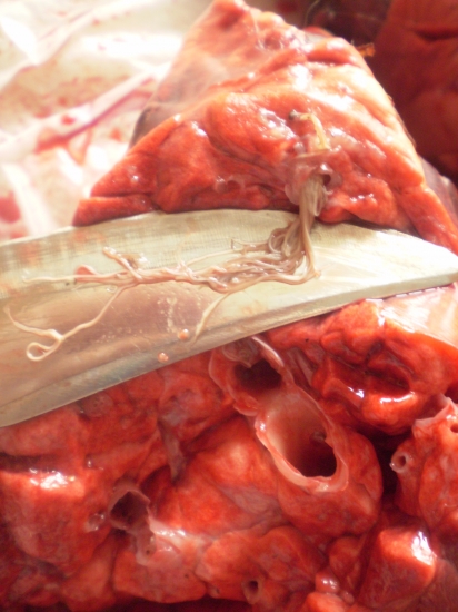 pľúcna červivosť u diviaka