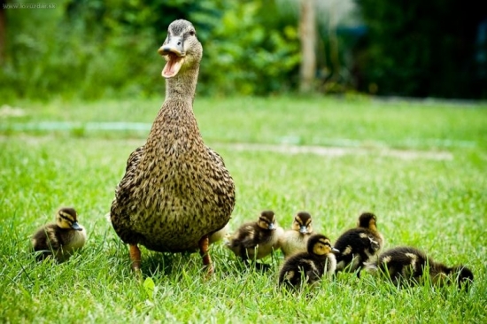 naše mlade- otcovi sa podarili