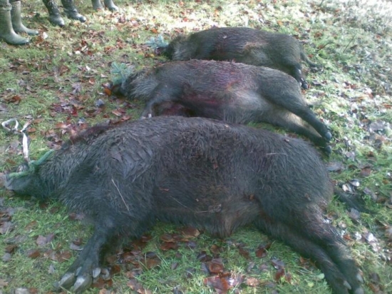 Dnešný úspech na spoloč. poľovačke