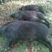 Dnešný úspech na spoloč. poľovačke