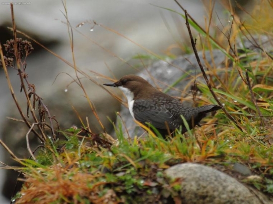 Vodnár potočný (Cinclus cinclus)