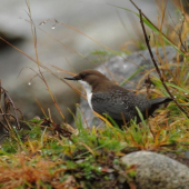 Vodnár potočný (Cinclus cinclus)