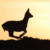 Keď nestíham zaostriť