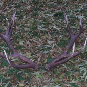 okolo 200 CIC je to dvanásť torák ale to nevidno