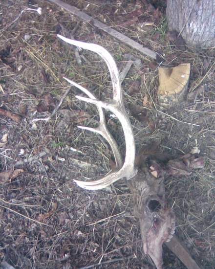 nezodpovednosť od strelca