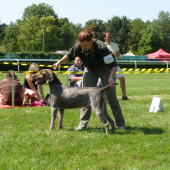 CAC, CACIB, BOB