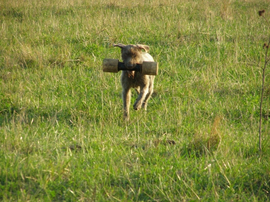Našla, priniesla a odovzdala