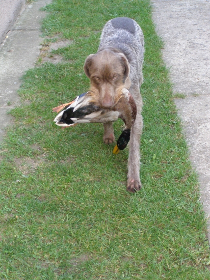 Moja prvá a úspešná poľovačka na kačice