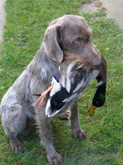 Moja prvá a úspešná poľovačka na kačice