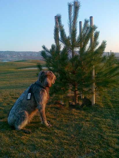 Už som si vybrala vianočný stromček