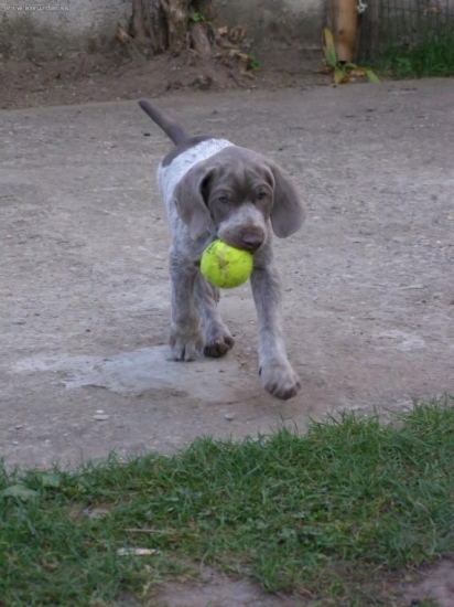 BODDY zo ZEZÚL 2 mes.