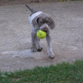 BODDY zo ZEZÚL 2 mes.