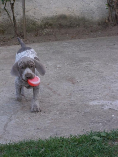 BODDY zo ZEZÚL 2 mes.