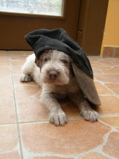 To som ale kočka....