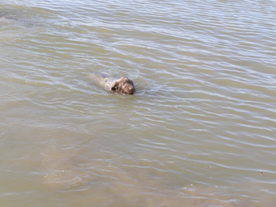 CITTA  (10 týž.) - moje prvé plávanie