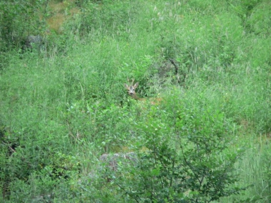 Utajený