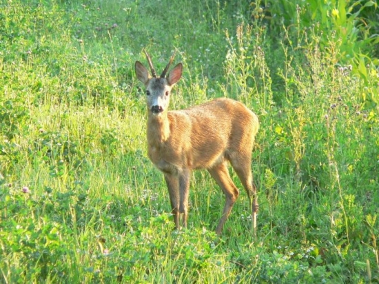 Privábený